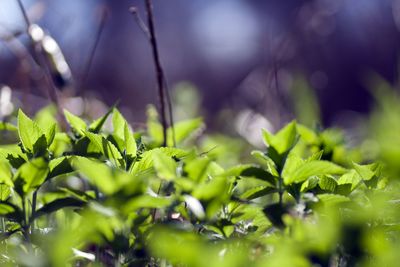 Close-up of plants growing on field