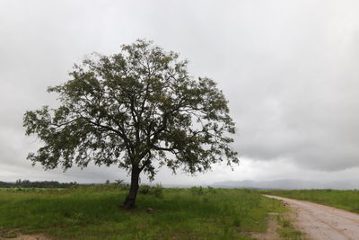 Tree on field against sky