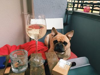Portrait of french bulldog by wine and cigarette pack on table