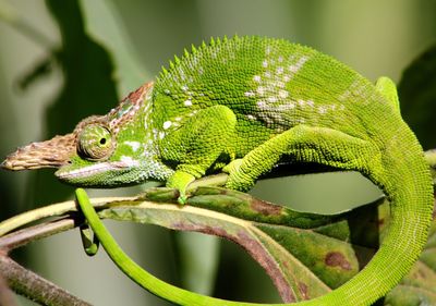 Close-up of fischer chameleon on plant