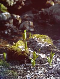 Close-up of young plant growing outdoors