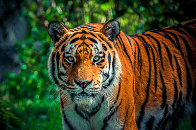 Close-up portrait of a tiger