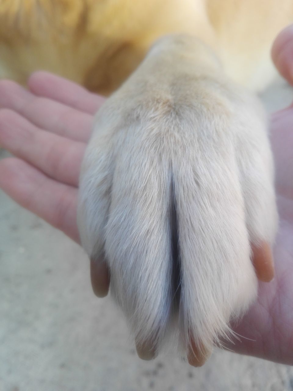 CLOSE-UP OF A HAND HOLDING ANIMAL