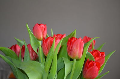 Close-up of red tulips against white background