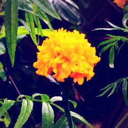 Close-up of yellow flowers blooming outdoors