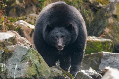 Close-up of an animal