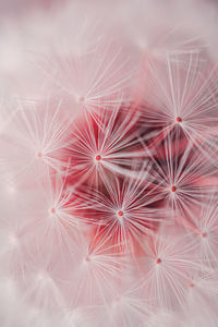 Full frame shot of dandelion on plant