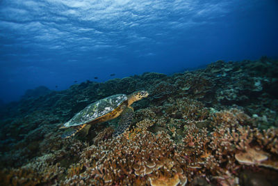 High angle view of turtle swimming in sea