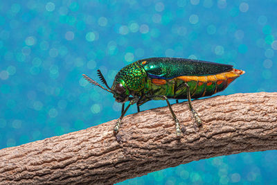 Close-up of insect on swimming pool