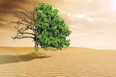 Plant growing in desert against sky