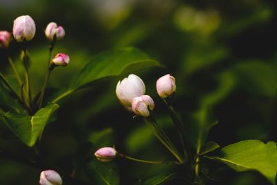 Close-up of pink flower buds