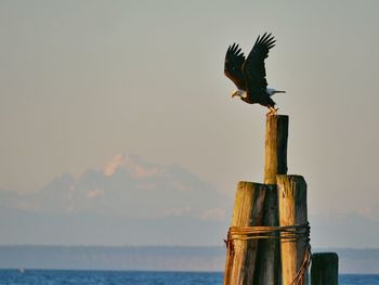 Eagle perching on wooden post by sea against clear sky