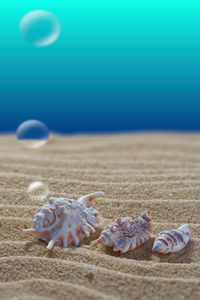 Scene of the seabed. seashells lie on the sand. air bubbles. close-up. blue background and blurred.