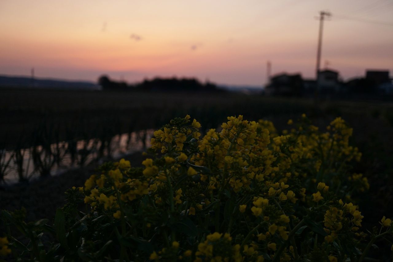 flower, growth, freshness, beauty in nature, plant, field, fragility, nature, sunset, yellow, focus on foreground, sky, landscape, close-up, stem, tranquility, blooming, tranquil scene, outdoors, no people