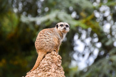 Meerkat on lookout duty