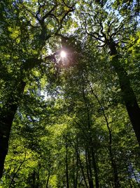 Low angle view of sunlight streaming through trees