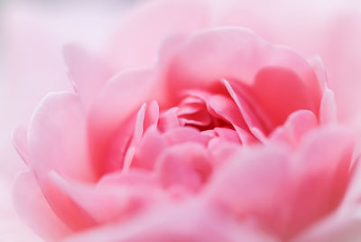 Close-up of pink rose