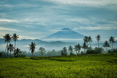 Scenic view of palm trees on field against sky