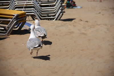 High angle view of seagulls on land