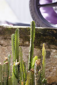 Close-up of prickly pear cactus