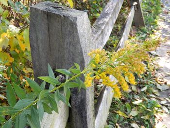 Yellow flowers growing on tree trunk