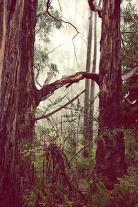 Trees in forest