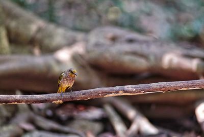 Close-up of bird perching on branch