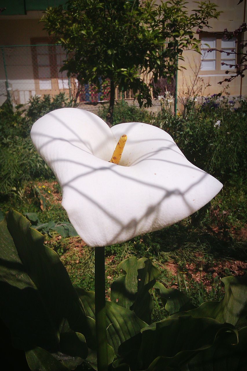 CLOSE-UP OF CHAIR ON YARD