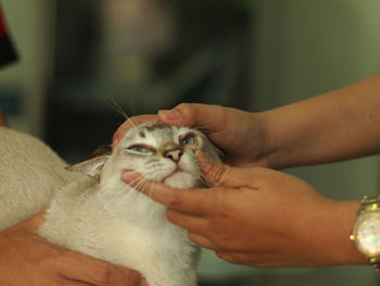 Cropped image of vets examining cat