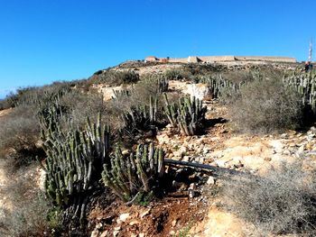 Cactus growing in desert against clear blue sky