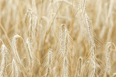 agriculture