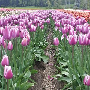 Close-up of pink tulips blooming in field