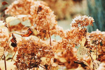 Close-up of dry leaves on plant during autumn