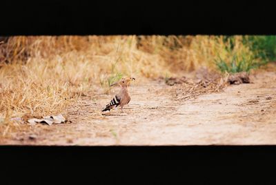 Bird perching on a field