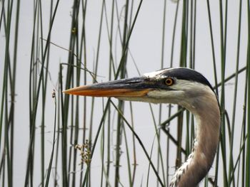 Close-up of a bird