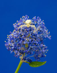 Close up marco of crab flower white spider of the thomisidae group showing fangs and eyes