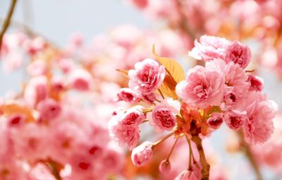 Close-up of pink flowers