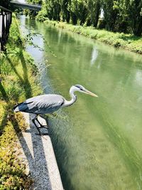 High angle view of gray heron on lake