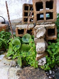 Close-up of fresh green plants in water