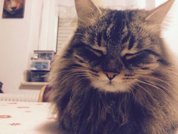Close-up of cat resting on tiled floor