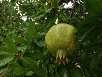 Close-up of plant