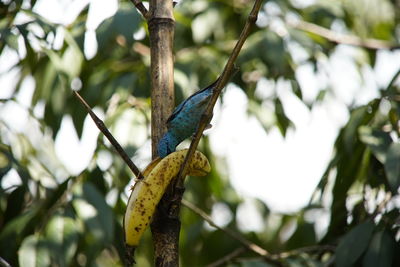 Low angle view of bird perching on branch