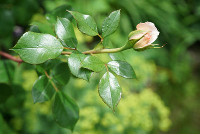 Close-up of green leaves on plant