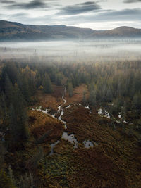 Aerial view of misty spruce forest. scenic view of foggy trees from above