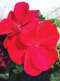 Close-up of red hibiscus blooming outdoors