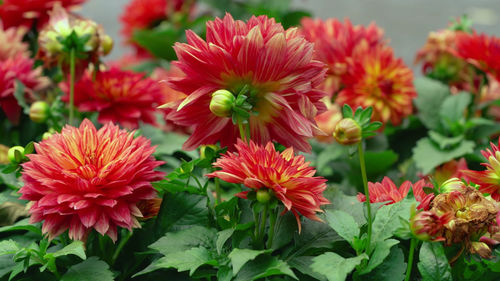 Close-up of red flowering plants