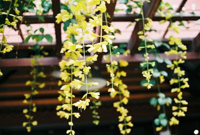 Close-up of flowering plant
