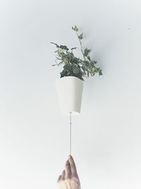 Person holding plant against white background