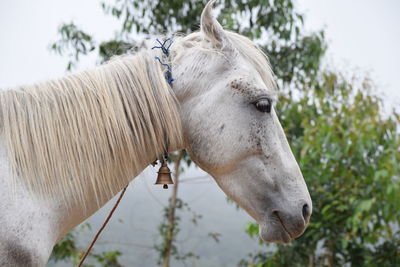 Close-up of horse with bell against sky