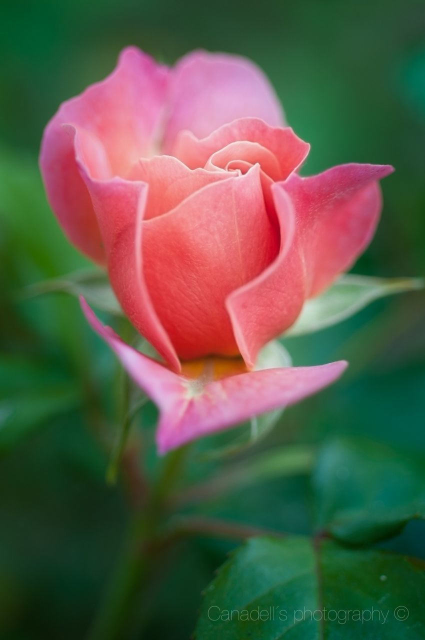 flower, petal, fragility, freshness, flower head, beauty in nature, growth, close-up, focus on foreground, single flower, pink color, rose - flower, nature, plant, blooming, rose, in bloom, selective focus, day, outdoors